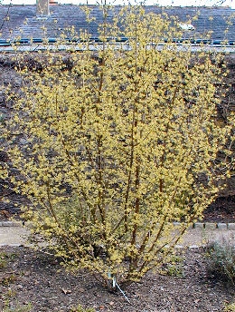 Corniso officinalis - Cornus officinalis