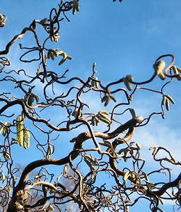 Les branches du noisetier tortueux sont très caractéristiques