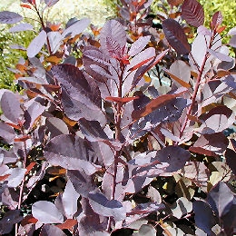 �rbol de las pelucas - Cotinus coggygria
