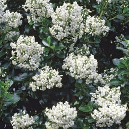 Fleurs d'escallonia 'Iveyi'