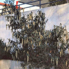 Coast Silk Tassel - Garrya elliptica 'James Roof'