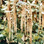 Coast Silk Tassel - Garrya elliptica 'James Roof'