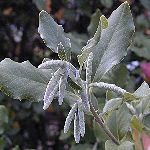 Coast Silk Tassel - Garrya elliptica 'James Roof'