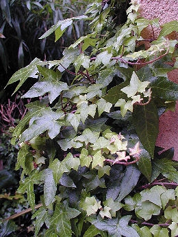 Hera comum - Hedera helix