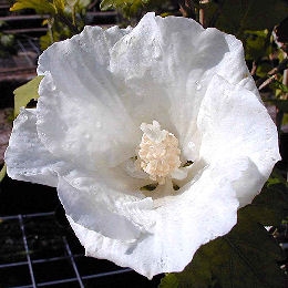 Diana Hibiscus - Diana Rose of Sharon - Hibiscus syriacus 'Diana' - althea frutex 'Diana'