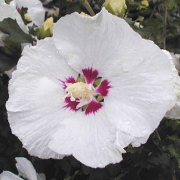 Hibisco 'Red Heart' - Hibiscus syriacus 'Red Heart' ou althea frutex 'Red Heart'