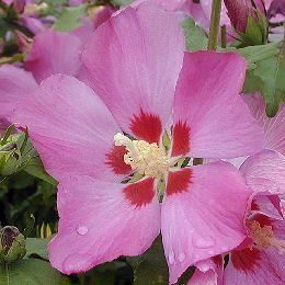 Hibisco 'Woodbridge' - Hibiscus syriacus 'Woodbridge' ou althea frutex 'Woodbridge'