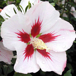 Hibiscus 'Hamabo' / Hibiscus 'Hamabo'