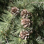 Alerce del Japón - Larix leptolepis - larix kaempferi