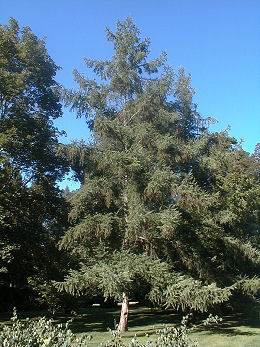 M�l�ze du Japon / Larix leptolepis