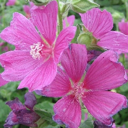 Lavat�re 'Burgundy Wine' - Lavatera 'Burgundy Wine' - Fleur
