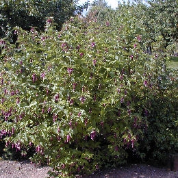 Pheasant berry 'Purple Rain' - Leycesteria formosa 'Purple Rain'