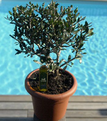 Olivier d�co et sa mignonette d'huile d'olive