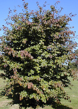 Arbre de fer / Parrotia persica