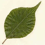 Japanese Apricot - Prunus mume - armeniaca mume
