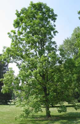 Ch�ne � gros glands - Quercus macrocarpa