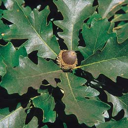 Ch�ne � gros glands - detail du feuillage et du fruit