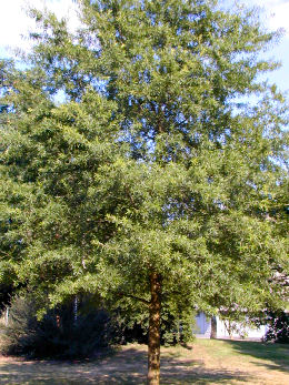 Ch�ne � feuilles de saule, Quercus phellos