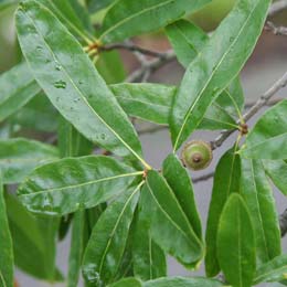 Ch�ne � feuilles de saule - detail du feuillage