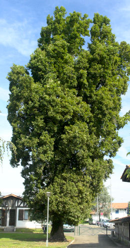 Ch�ne p�doncul� � port fastigi� - Quercus robur 'Fastigiata'