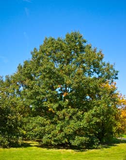 Ch�ne des teinturiers ou Ch�ne noir - Quercus velutina ou Quercus tinctoria