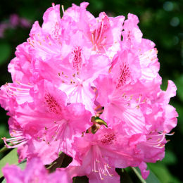 Germania Rhododendron