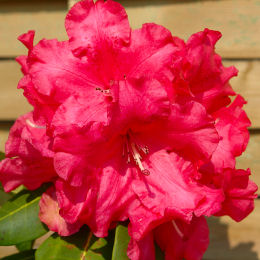 Rhododendron hybride 'Markeete's Prize'
