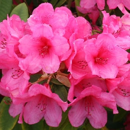 Rododendro 'Anna Rose Whitney' - Rhododendron 'Anna Rose Whitney'