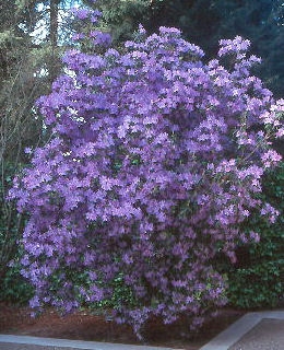 Rhododendron hybride 'Augustinii' 