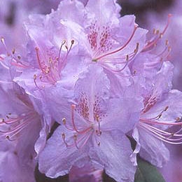 Fleurs du rhododendron hybride 'Augustinii' 