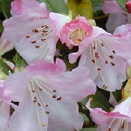 Inflorescence du Rhododendron hybride 'Cilpinense'
