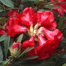 Inflorescence du Rhododendron hybride 'Elisabeth' 