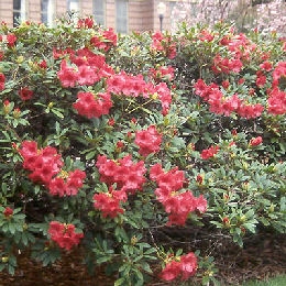 Rhododendron hybride 'Elisabeth' 