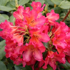 Rododendro 'Golden Gate' - Rhododendron 'Golden Gate' 