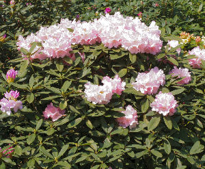 Rhododendron yakushimanum 'Hoppy'