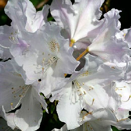 Fleurs du rhododendron yakushimanum 'Hoppy'