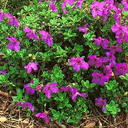 Rhododendron hybride 'Keleticum'