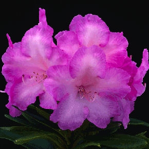 Rhododendron yakushimanum 'Blurettia'