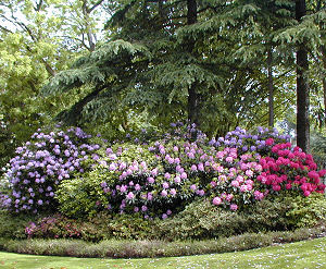Rhodo hybride 'Judith Spillane'  / Rhododendron 'Judith Spillane'