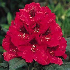 Rhododendron hybride 'Lord Robert' - Rhododendron 'Lord Robert'