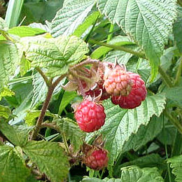 Framboesa 'Heritage'  - Rubus idaeus 'Heritage'