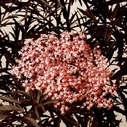 Sureau noir 'Black Lace', D�tails de la floraison du sureau noir