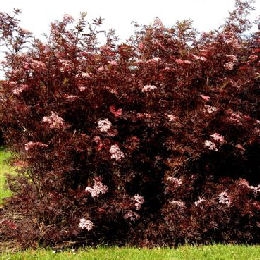 Sureau noir 'Black Lace', Sureau noir plant� en isol�