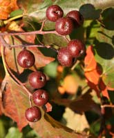 Alisier torminal: D�tail du fruit