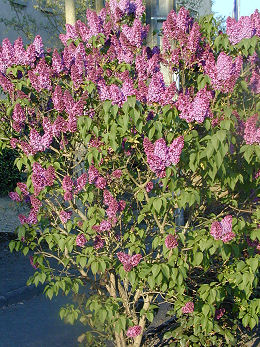 Lilas commun en bordure de jardin