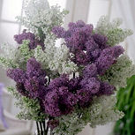 Les fleurs du lilas permettent de composer de beaux et grands bouquets parfum�s