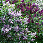 On peut marier des lilas de diff�rentes couleurs