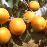 Damasqueiros - Prunus Armeniaca