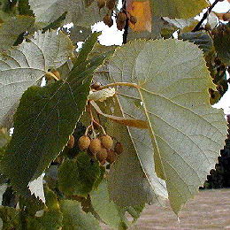 Détail des feuilles et des fruits du tilleul argenté