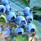Giant Bilberries Jersey